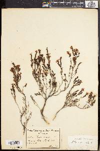 Erica ericoides image