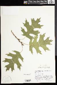 Quercus shumardii image