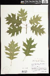 Quercus shumardii image