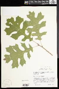 Quercus shumardii image