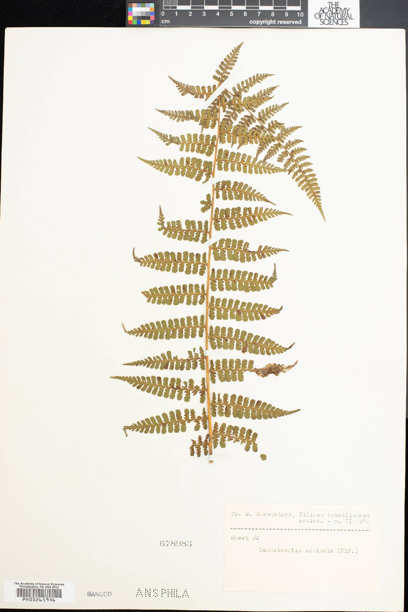 Dennstaedtia ordinata image