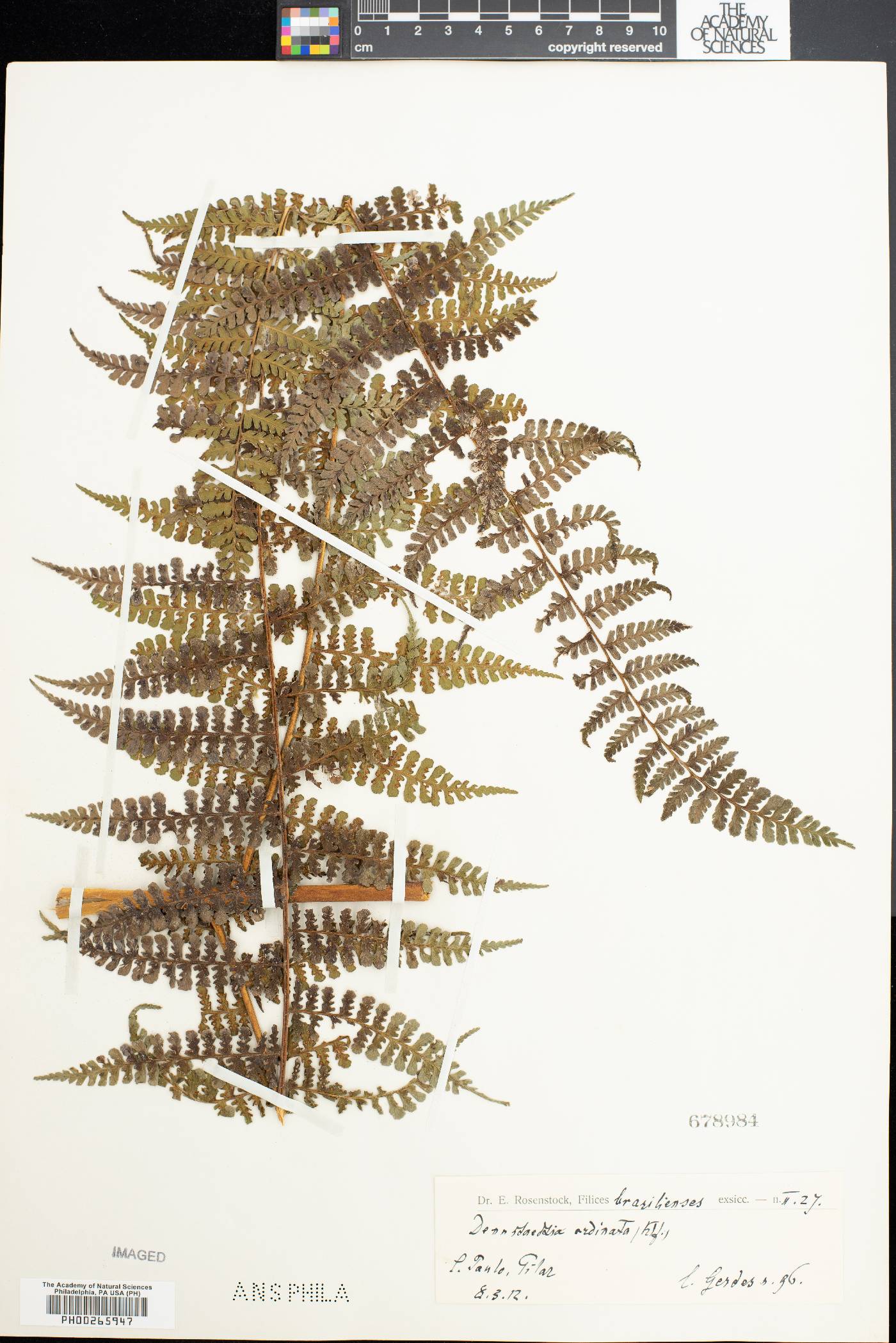 Dennstaedtia ordinata image