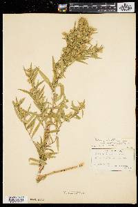 Aster simmondsii image