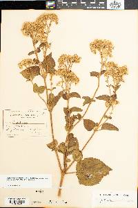 Ageratina pichinchensis image