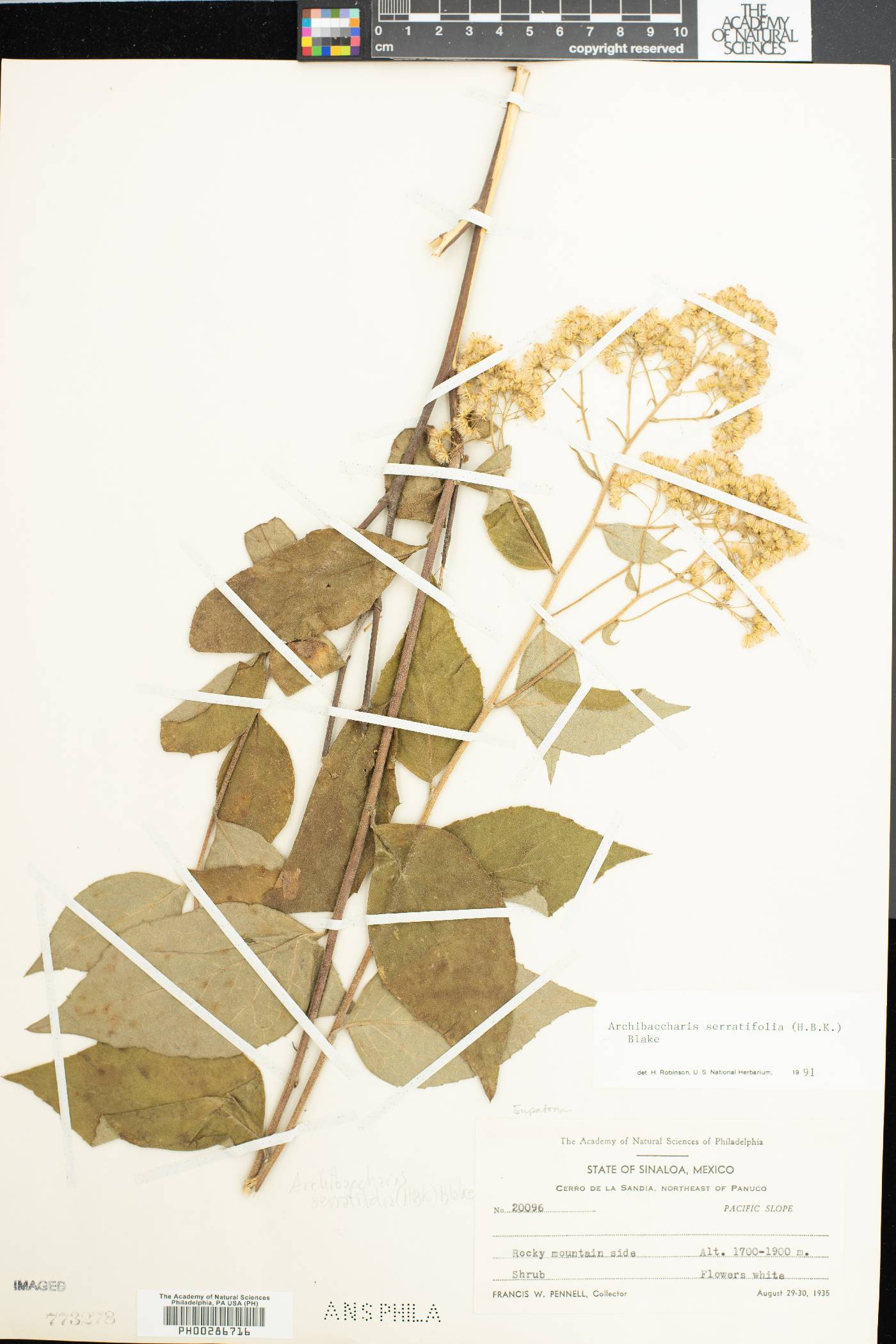 Archibaccharis serratifolia image