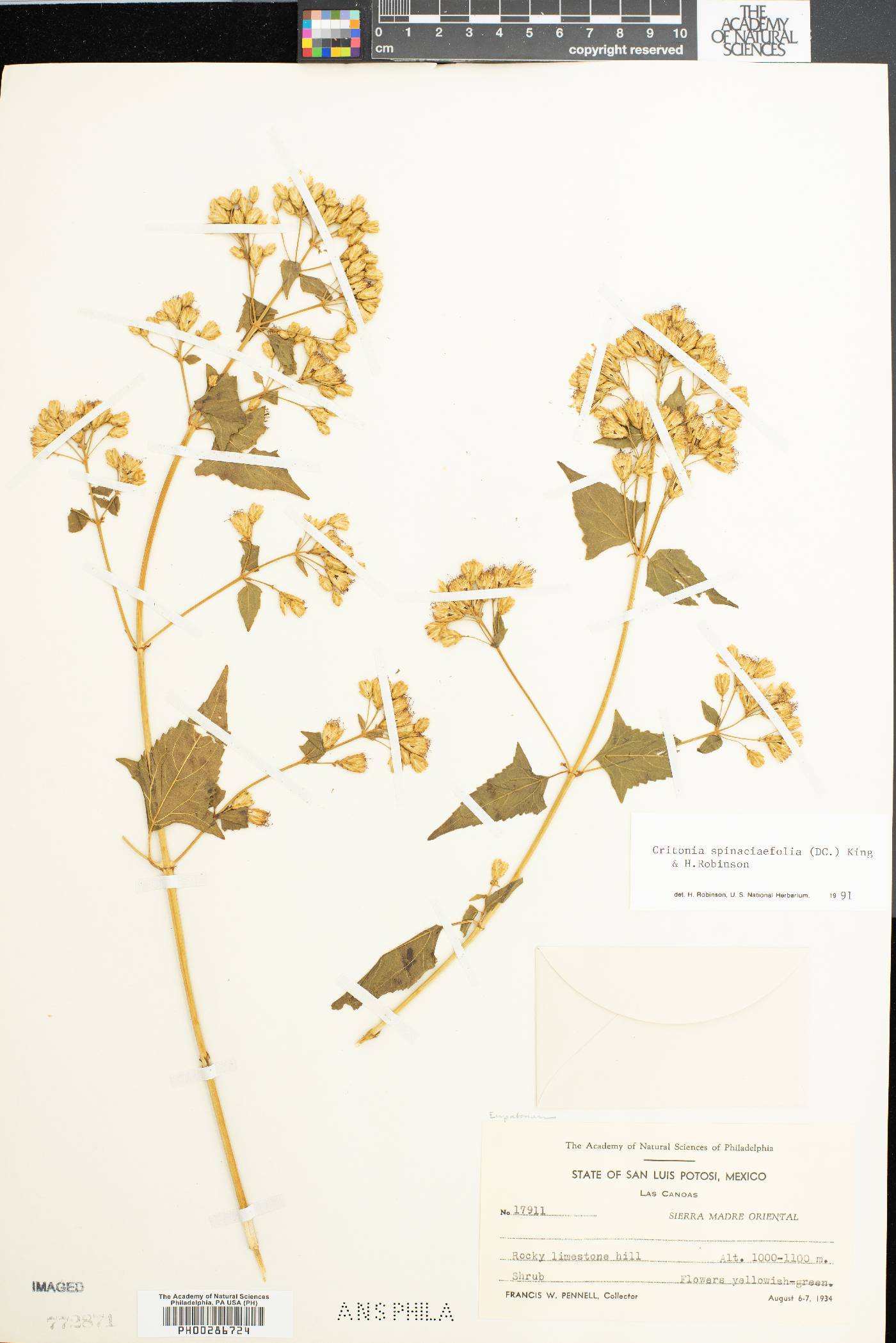 Critonia spinaciifolia image