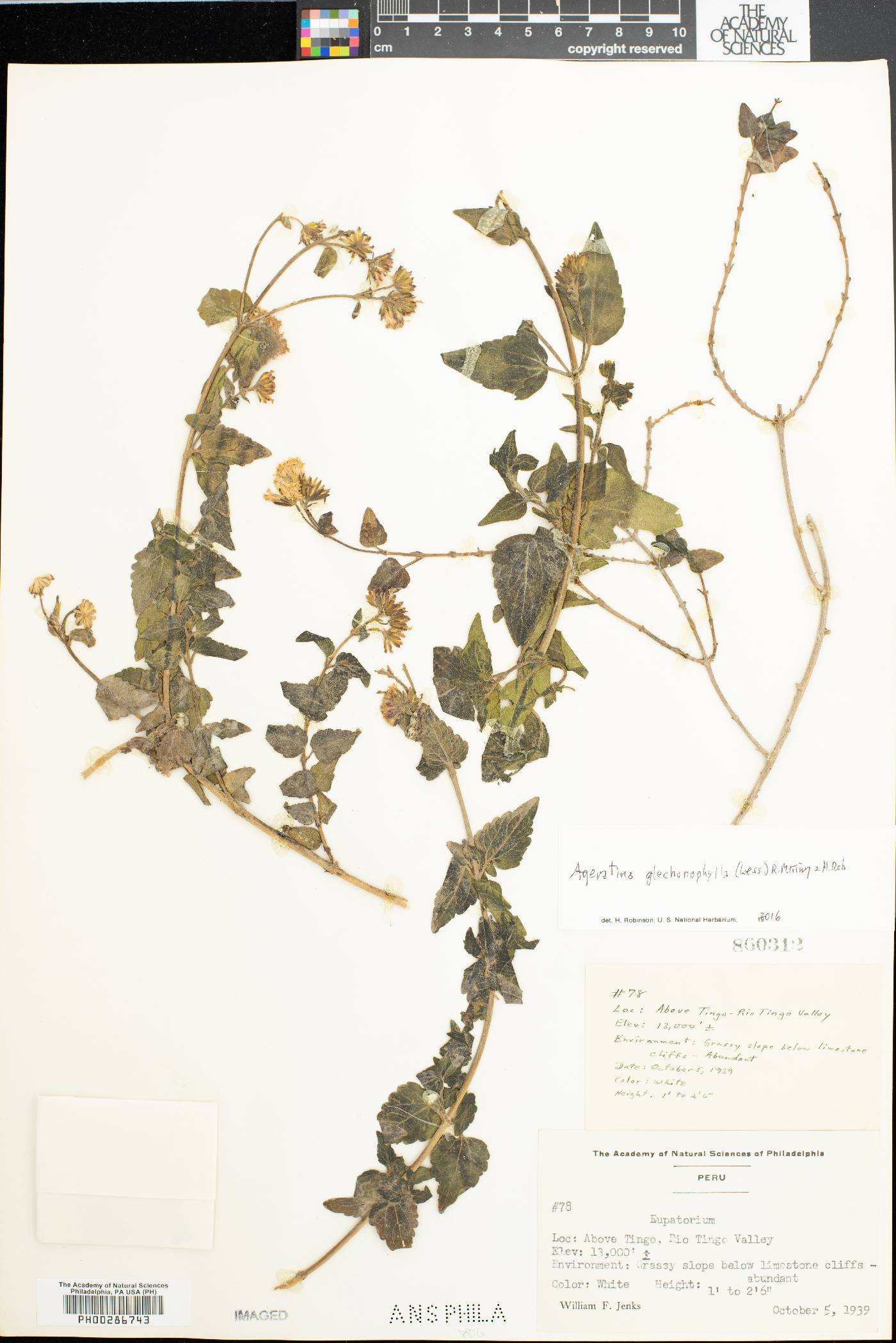 Ageratina glechonophylla image