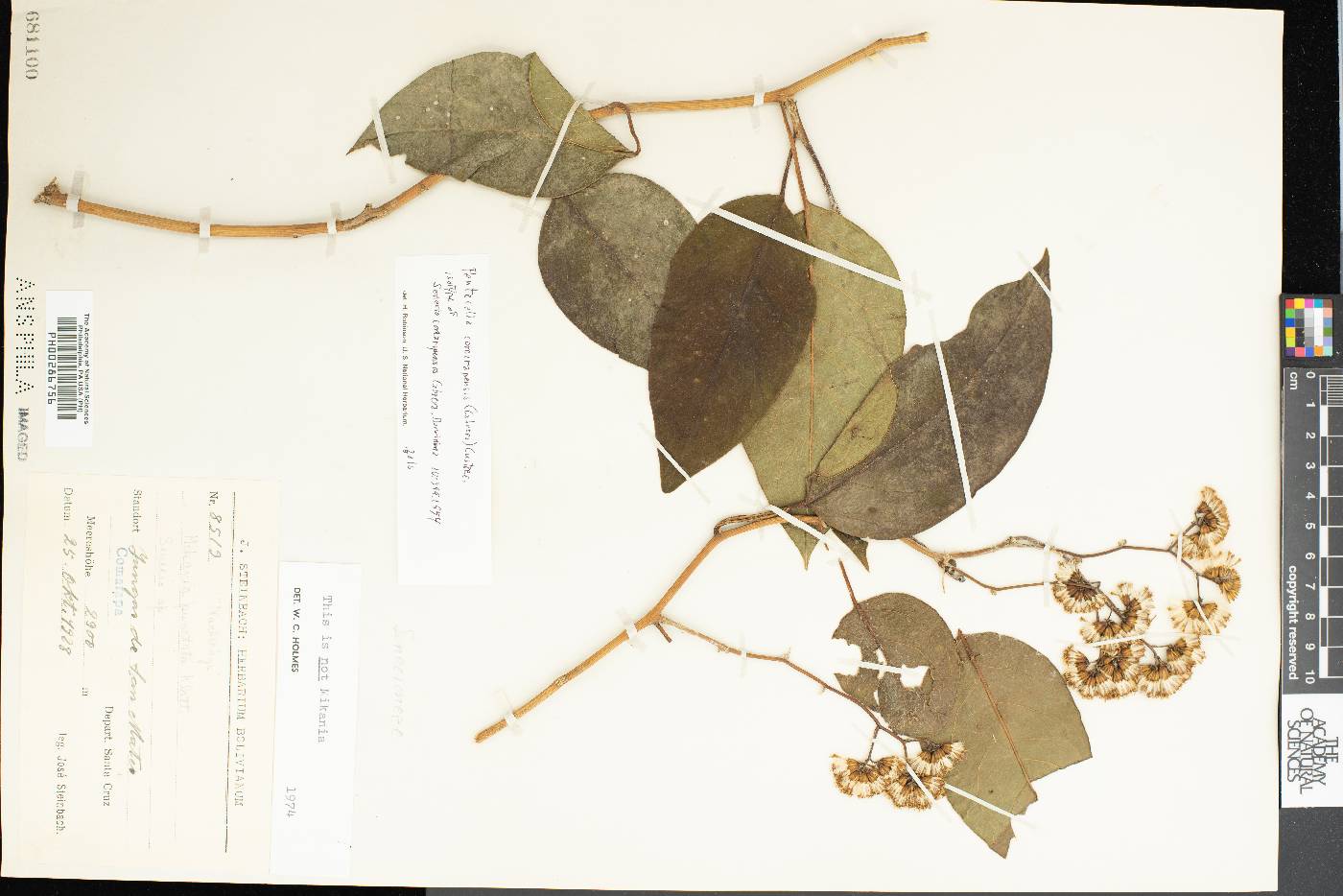 Pentacalia comarapensis image