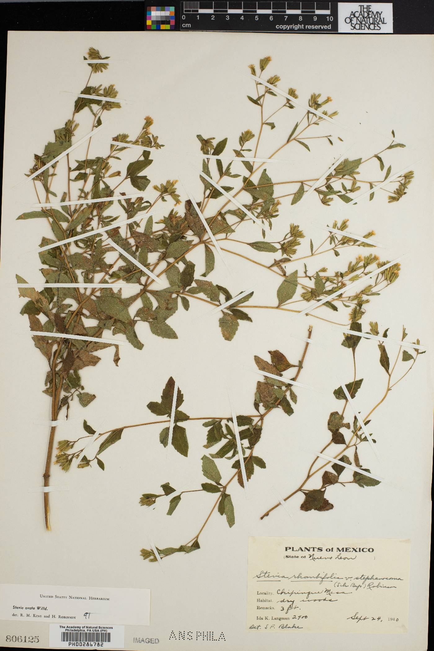 Stevia ovata image