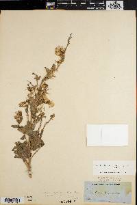 Brickellia secundiflora image