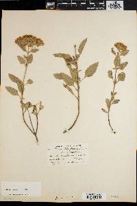 Stevia monardifolia image