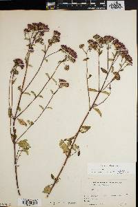 Stevia jorullensis image