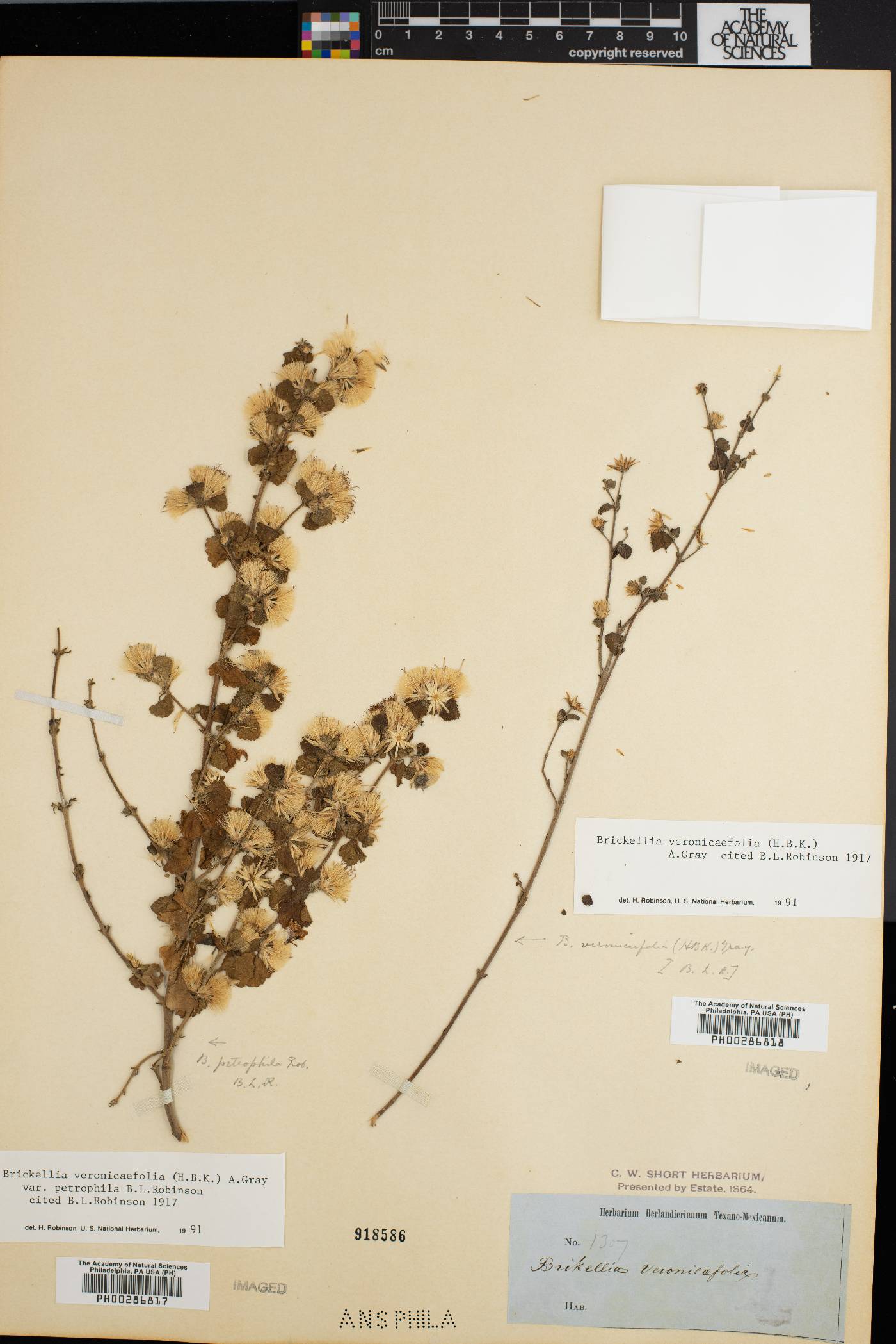 Brickellia veronicifolia var. petrophila image