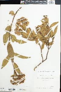 Image of Ageratina theifolia