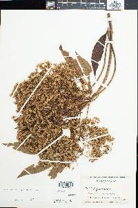 Ageratina neriifolia image