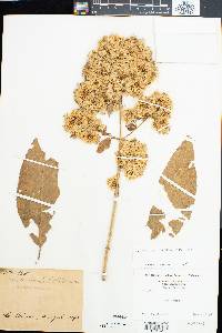 Critonia morifolia image