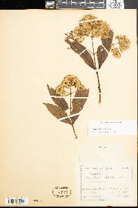 Eupatorium daleoides image