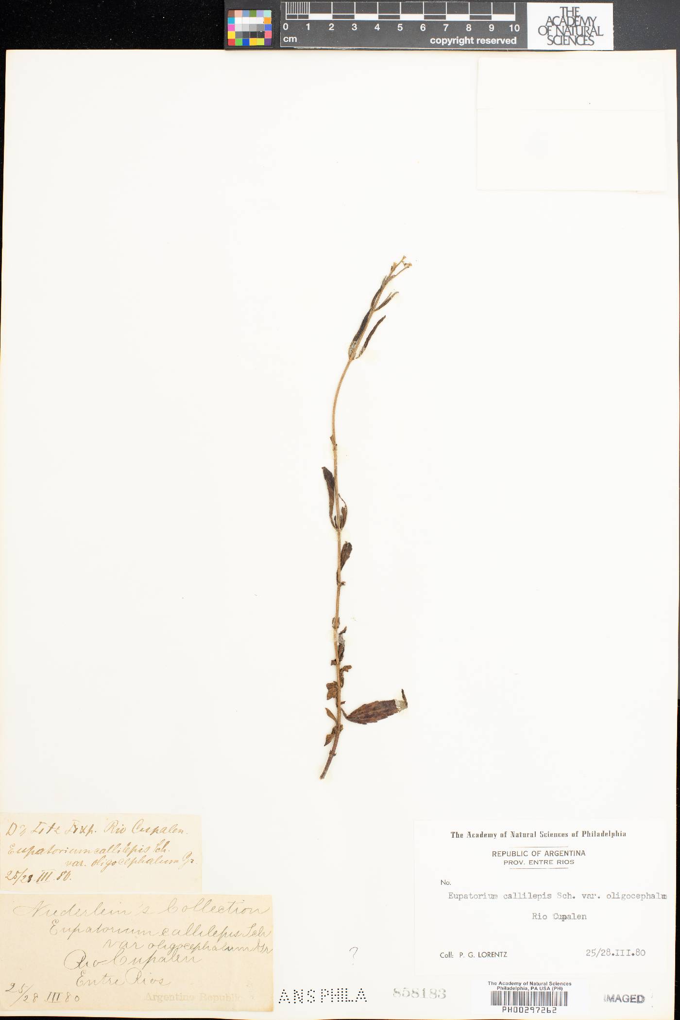 Eupatorium callilepis image