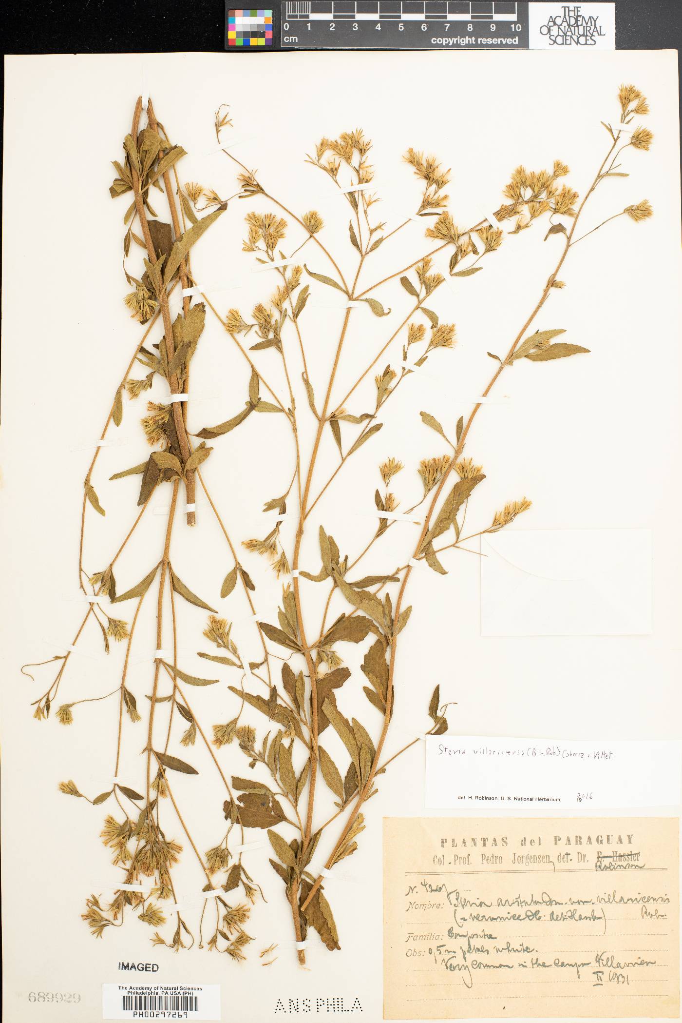 Stevia villaricensis image