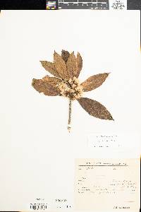 Baccharis nitida image