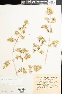 Austrobrickellia patens image