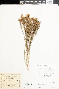Media resource of Baccharis notosergila
