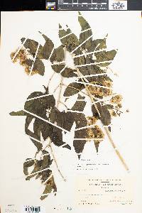 Koanophyllon albicaulis image