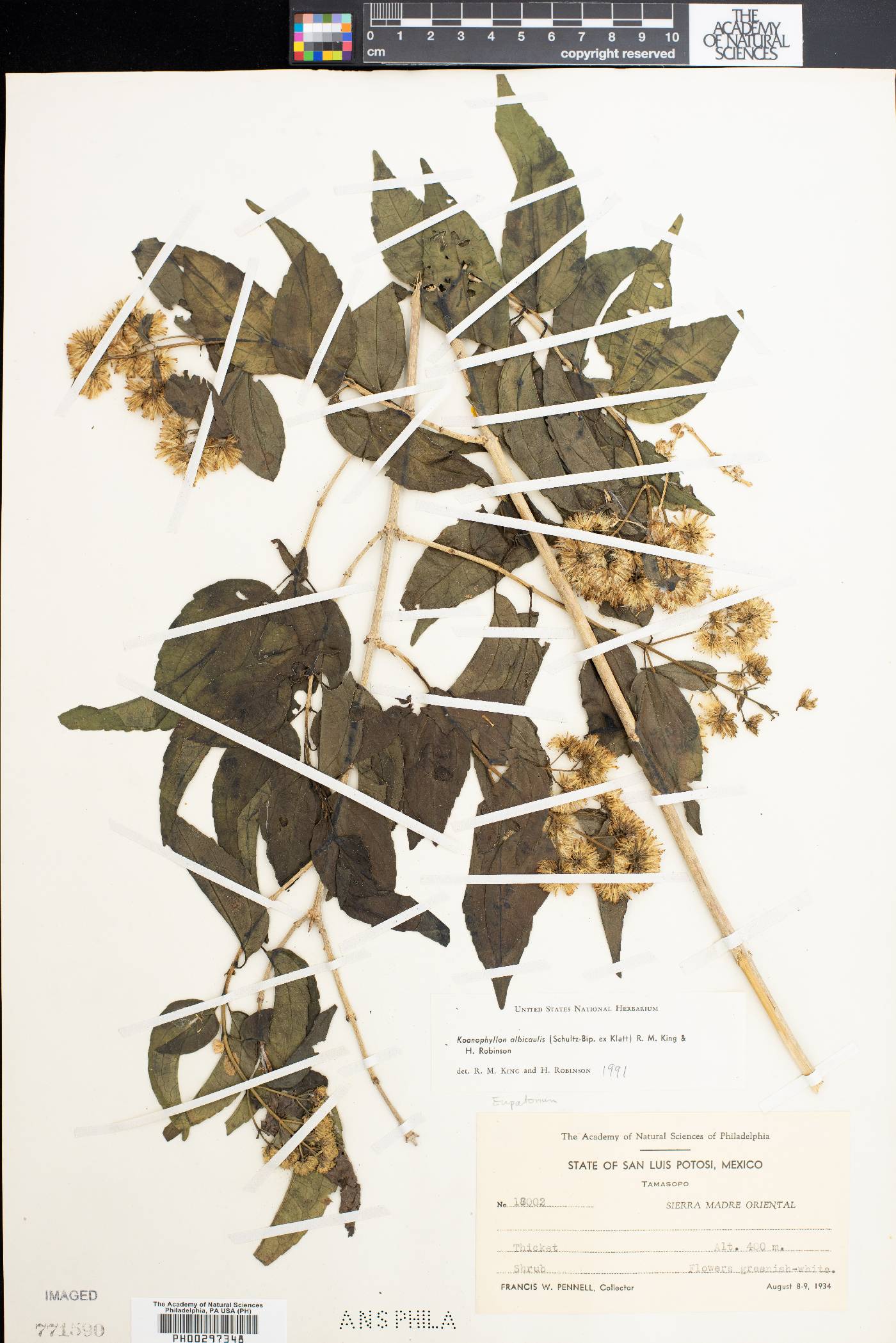 Koanophyllon albicaulis image