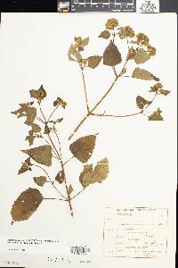 Ageratina pichinchensis image