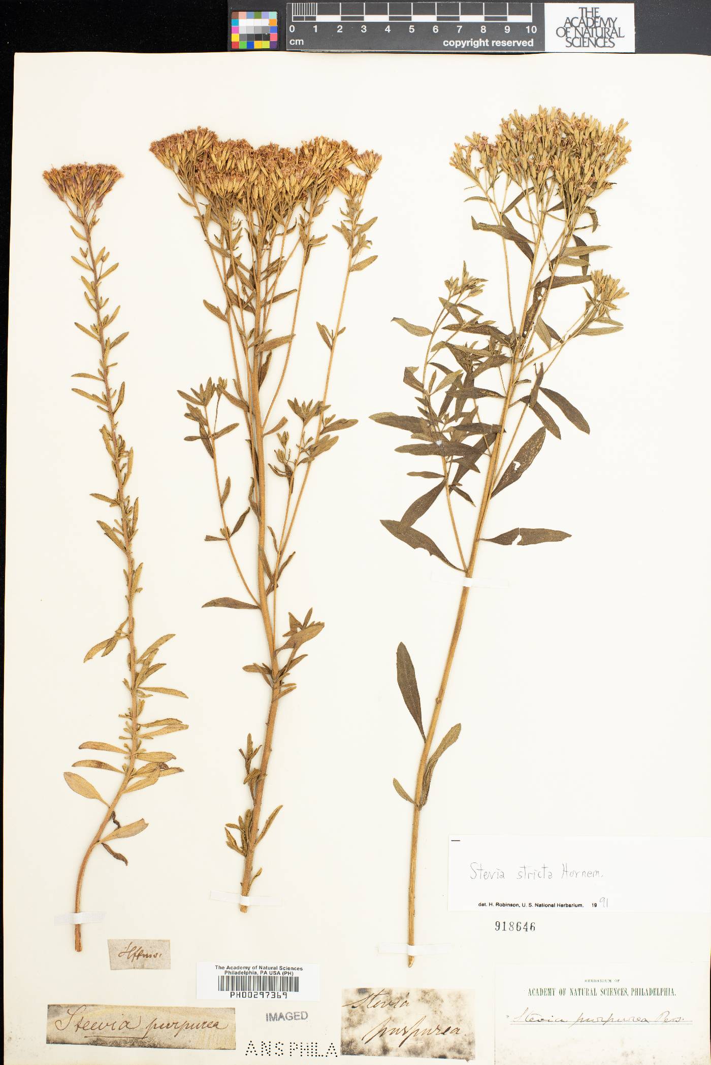 Stevia stricta image