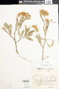 Tessaria integrifolia image