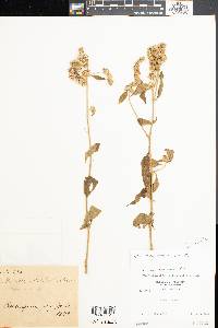 Cyrtocymura scorpioides image
