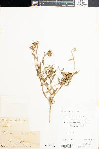 Grindelia pulchella image