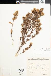 Baccharis linearifolia image