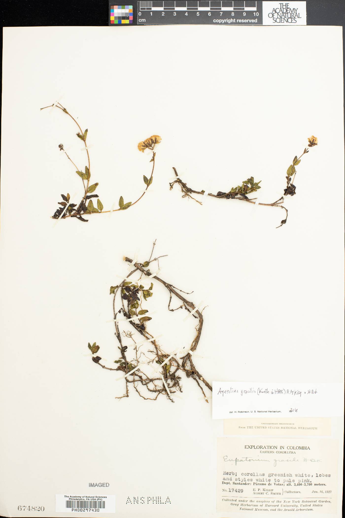 Ageratina gracilis image