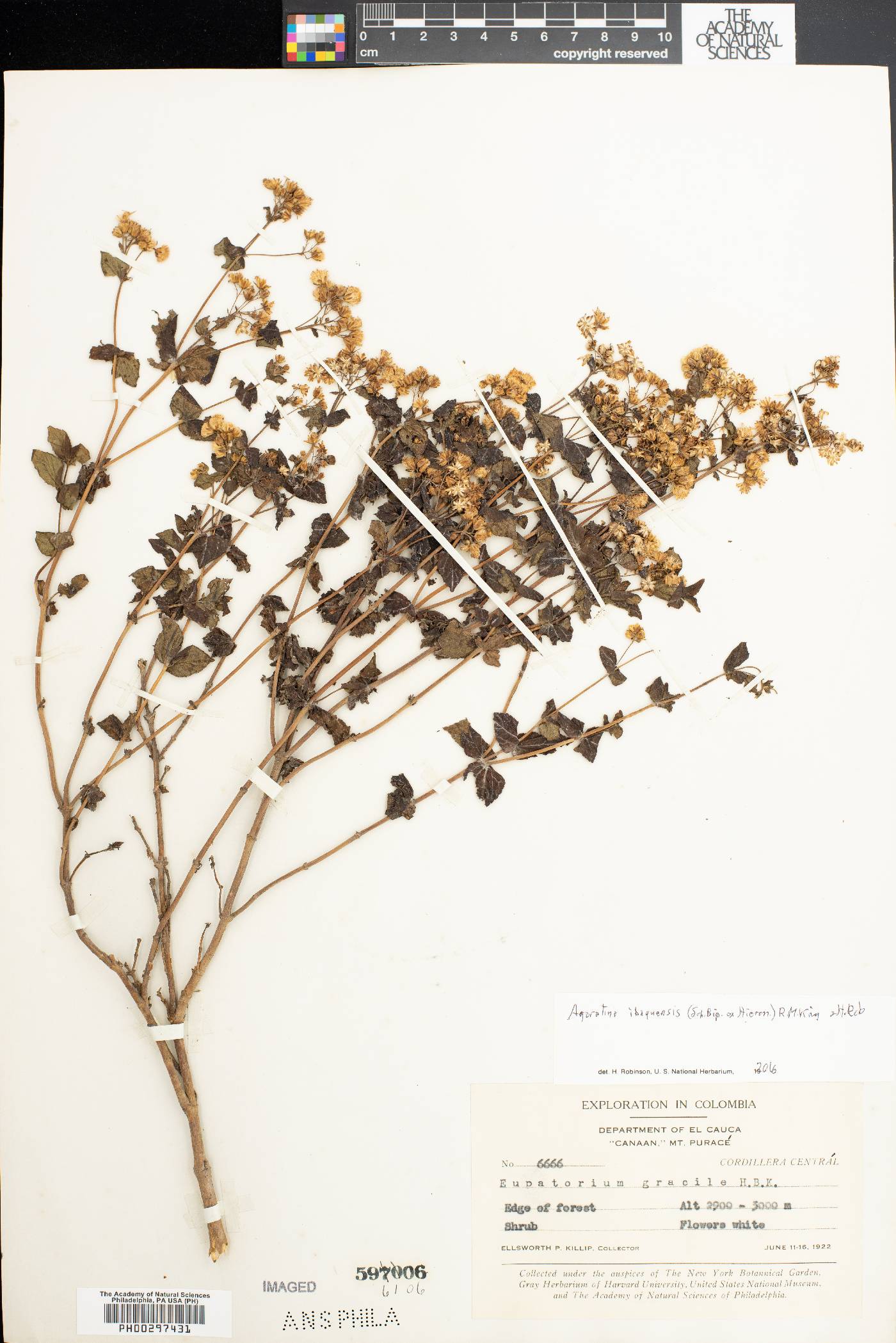 Ageratina ibaguensis image