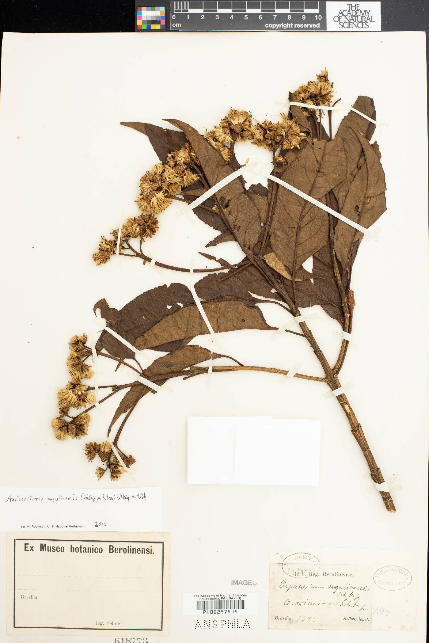 Austrocritonia angulicaulis image