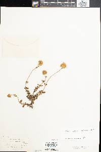 Lourteigia microphylla image