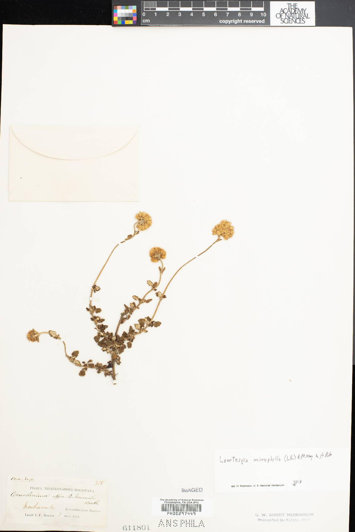 Lourteigia microphylla image