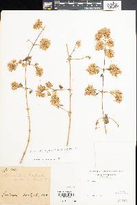 Austrobrickellia patens image