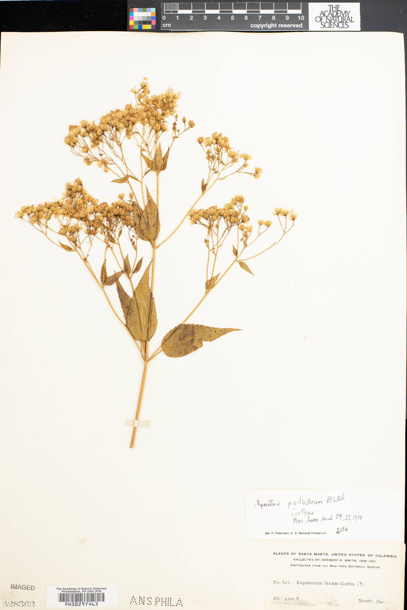 Ageratina psilodora image