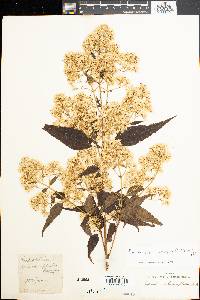 Fleischmanniopsis leucocephala image