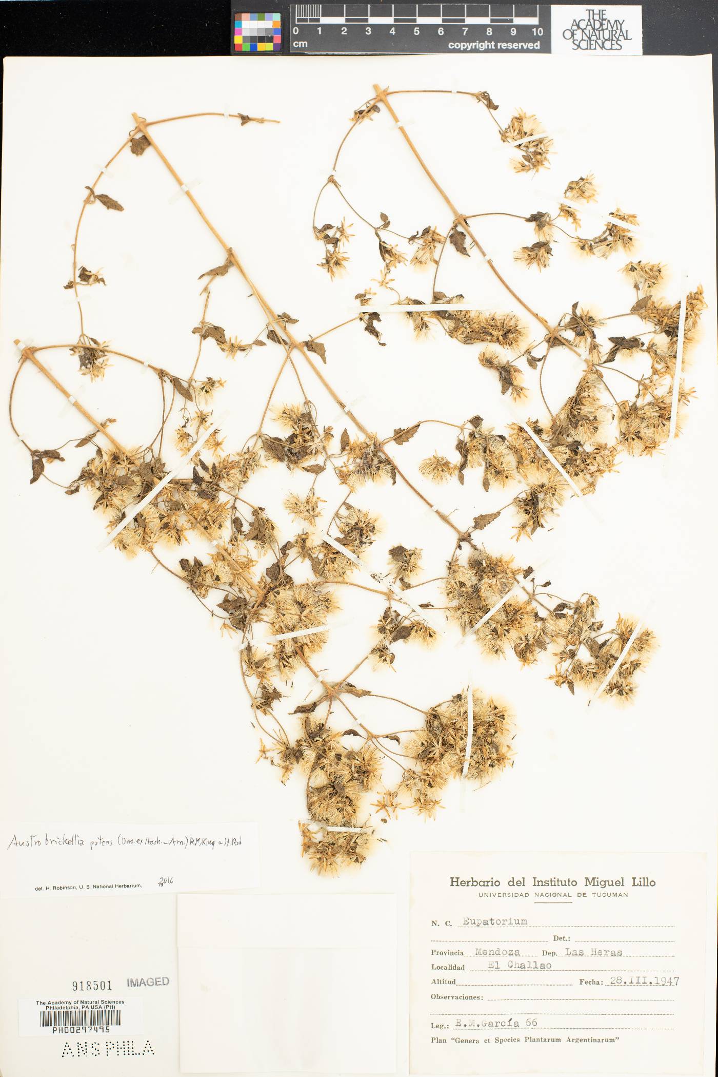 Austrobrickellia patens image