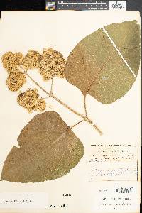 Critonia morifolia image