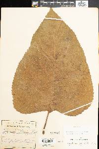 Critonia morifolia image