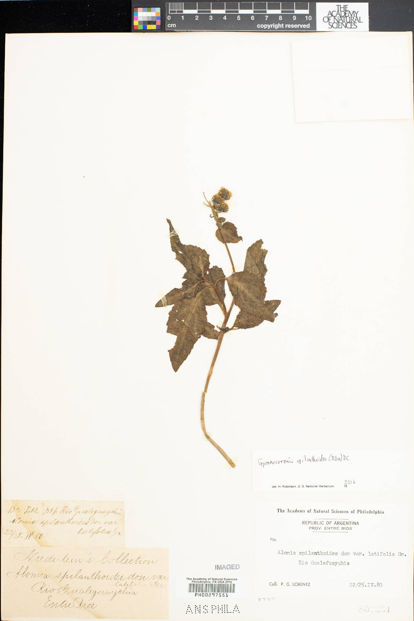 Gymnocoronis spilanthoides image