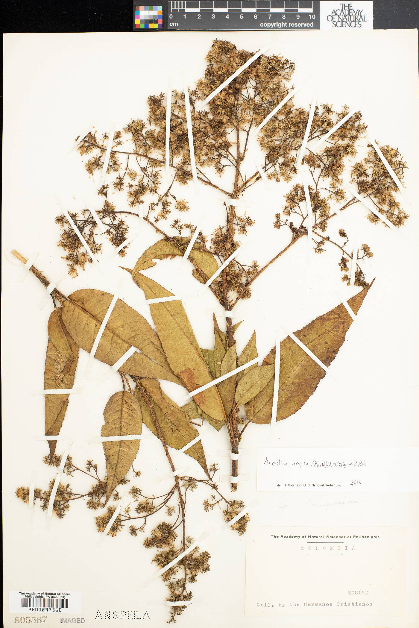 Ageratina ampla image