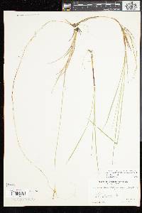 Carex livida image