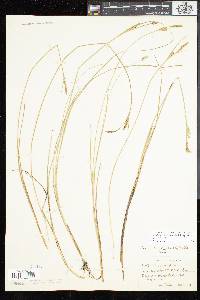 Carex livida image