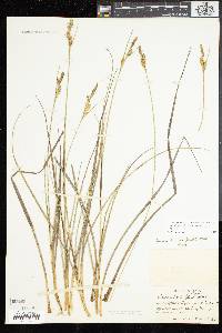 Carex livida image